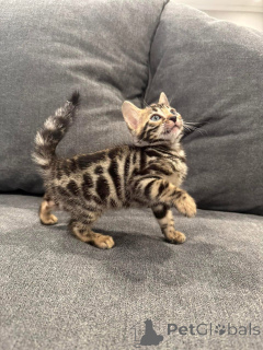 Фото №2 к объявлению №152751 о продаже бенгальская - купить в Швейцарии частное объявление