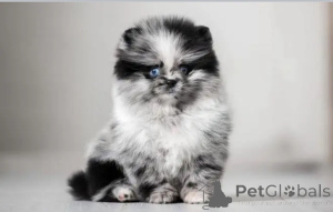 Фото №1.  - купить в Огайо за договорная. Объявление №162954