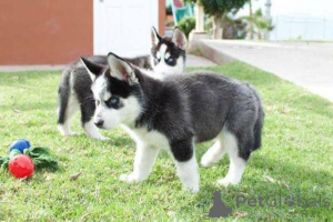 Фото №3. Blauäugige Siberian Husky Welpen suchen ein neues Zuhause.  Германия