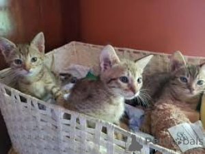 Фото №1. оцикет - купить в Вспоминание за 46384₽. Объявление №166953