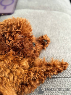 Фото №1. пудель (той) - купить в Брайтон и Хов за 46384₽. Объявление №154728