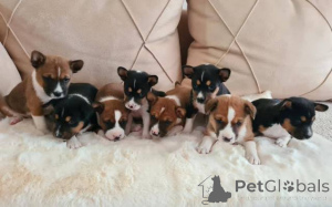 Фото №2 к объявлению №165376 о продаже басенджи - купить в Сербии 