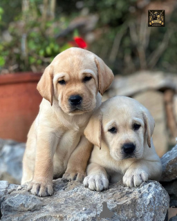 Фото №1. лабрадор-ретривер - купить в Аллен за договорная. Объявление №158382