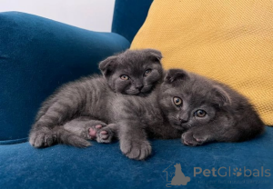 Фото №3. Шотландский вислоухий котенок голубого окраса. США