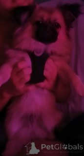 Фото №4. Продажа мальтийскую болонку, померанского шпица в Dubai частное объявление - цена 16297₽