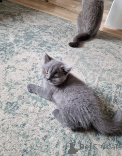 Фото №2 к объявлению №164525 о продаже британская короткошёрстная - купить в Германии 