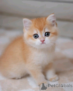 Фото №4. Продам манчкина в Калифорния Сити частное объявление - цена договорная