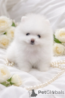 Фото №3. VIP мiнi красунчик!.  Украина