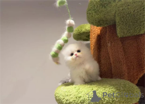 Фото №1. менуэт короткошерстная - купить в Бонн за 32468₽. Объявление №153202