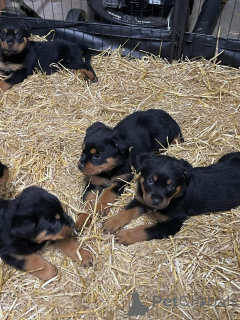 Фото №1. ротвейлер - купить в Бронксвилл за Бесплатно. Объявление №163958