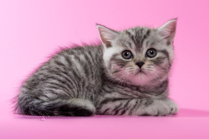 Фото №3. Британские котята - серебристая пятнистая девочка. Беларусь