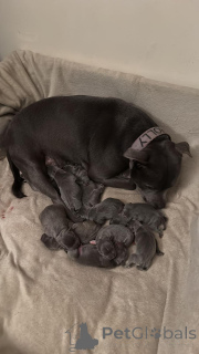 Фото №1. стаффордширский бультерьер - купить в Брашов за договорная. Объявление №160033