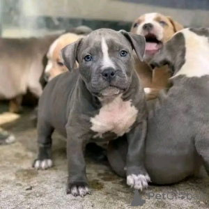 Фото №2 к объявлению №139045 о продаже кане-корсо - купить в Германии заводчик