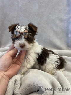 Фото №4. Продажа беспородную в Erftstadt заводчик - цена 35251₽