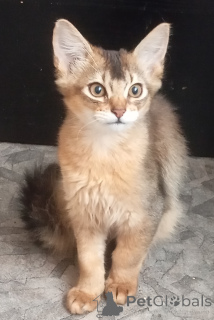 Фото №2 к объявлению №141243 о продаже  - купить в Латвии заводчик