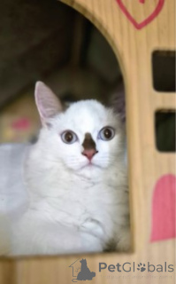 Фото №2 к объявлению №160386 о продаже манчкин - купить в Германии заводчик