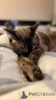 Фото №3. Очаровательные бенгальские котят для усыновления. Бельгия