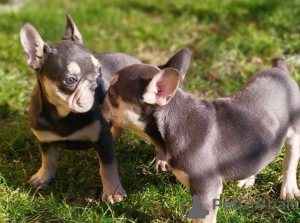 Фото №2 к объявлению №137553 о продаже французского бульдога - купить в Швейцарии 