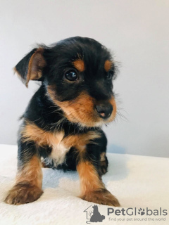 Фото №3. Teacup Yorkshire Terrier Puppy for free adoption.  Германия