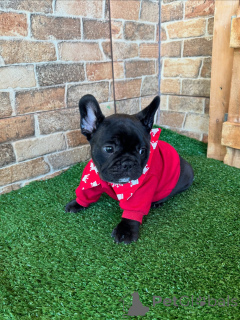 Фото №1. французский бульдог - купить в Мюнхене за договорная. Объявление №163618