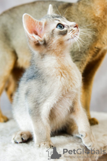 Фото №3. Абиссинский котенок. Украина