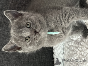 Фото №2 к объявлению №162475 о продаже шартрез - купить в Бельгии частное объявление