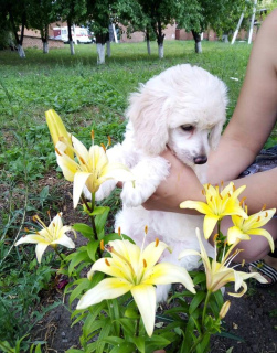 Фото №1. китайская хохлатая собака - купить в Белгороде за 15000руб. Объявление №2543