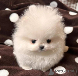 Фото №1.  - купить в Варшаве за Бесплатно. Объявление №164061