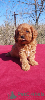 Фото №3. Cavapoo 3 boys and 1 girl.  Украина