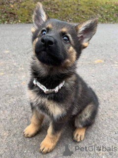 Фото №1. немецкая овчарка - купить в Берлине за договорная. Объявление №157400