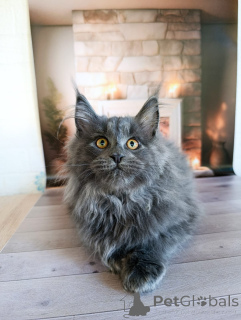 Дополнительные фото: Шикарные котята мальчики