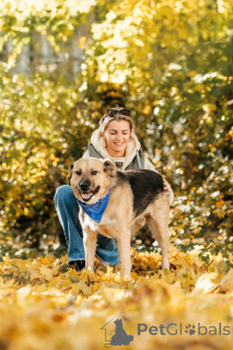 Фото №4. Продажа беспородную в Москве реке частное объявление - цена Бесплатно