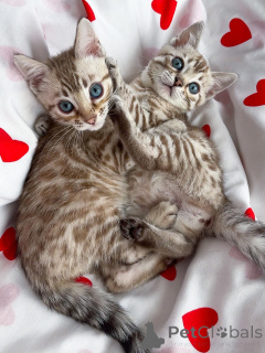 Фото №1. саванна - купить в Залив за договорная. Объявление №167309