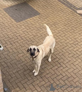 Фото №2 к объявлению №160014 о продаже аляскинского кли-кая - купить в Латвии частное объявление