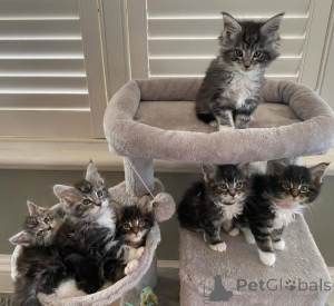 Фото №1. мейн-кун - купить в Берлине за 46384₽. Объявление №166422