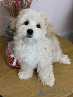 Фото №3. Познакомьтесь с Майло, комочком любви, смеха и бесконечных объятий!.  Германия