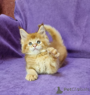Фото №3. Unsere Jungs Ziehen Diese Tiere Mit Dem Sanftesten Charakter Groß. Umzugsfertig,. Германия