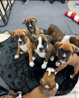 Фото №3. Любители боксеров знают, что нет ничего лучше радости вернуться домой к боксеру..  Канада