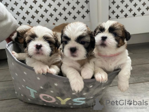 Фото №3. Adorable Shih Tzu Puppies for free adoption.  Германия