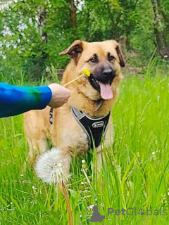 Фото №2 к объявлению №163650 о продаже беспородную - купить в России частное объявление