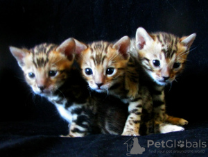 Дополнительные фото: Бенгальские котята Питомник бенгальских, абиссинских кошек sunnybunny.by