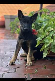 Фото №1. немецкая овчарка - купить в Kragujevac за договорная. Объявление №159097