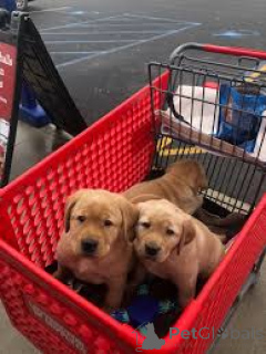 Фото №4. Продажа лабрадор-ретривера в Вена частное объявление, заводчик - цена 64937₽