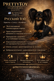 Фото №2 к объявлению №163672 о продаже русского тоя - купить в Израиле из питомника