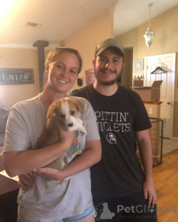 Фото №4. Продажа вельш-корги в Барселоне заводчик - цена 64937₽