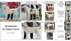 Фото №2 к объявлению №4254 о продаже среднеазиатскую овчарку - купить в России частное объявление