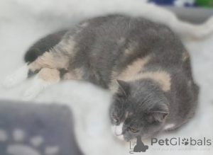 Фото №4. Продам  в Химках из приюта - цена Бесплатно