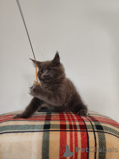 Фото №2 к объявлению №137753 о продаже мейн-кун - купить в Германии частное объявление