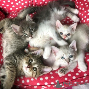 Фото №3. Amerikanische Kurzhaarkätzchen Zur усыновление. Германия