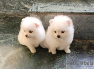 Фото №2 к объявлению №133598 о продаже  - купить в Хорватии частное объявление